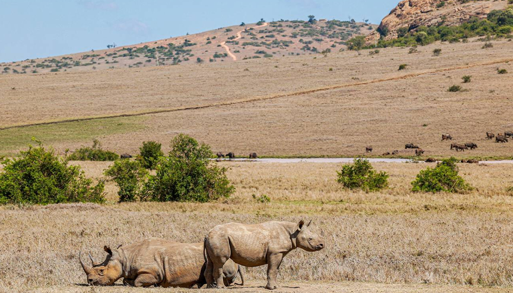 Borana Conservancy Safari