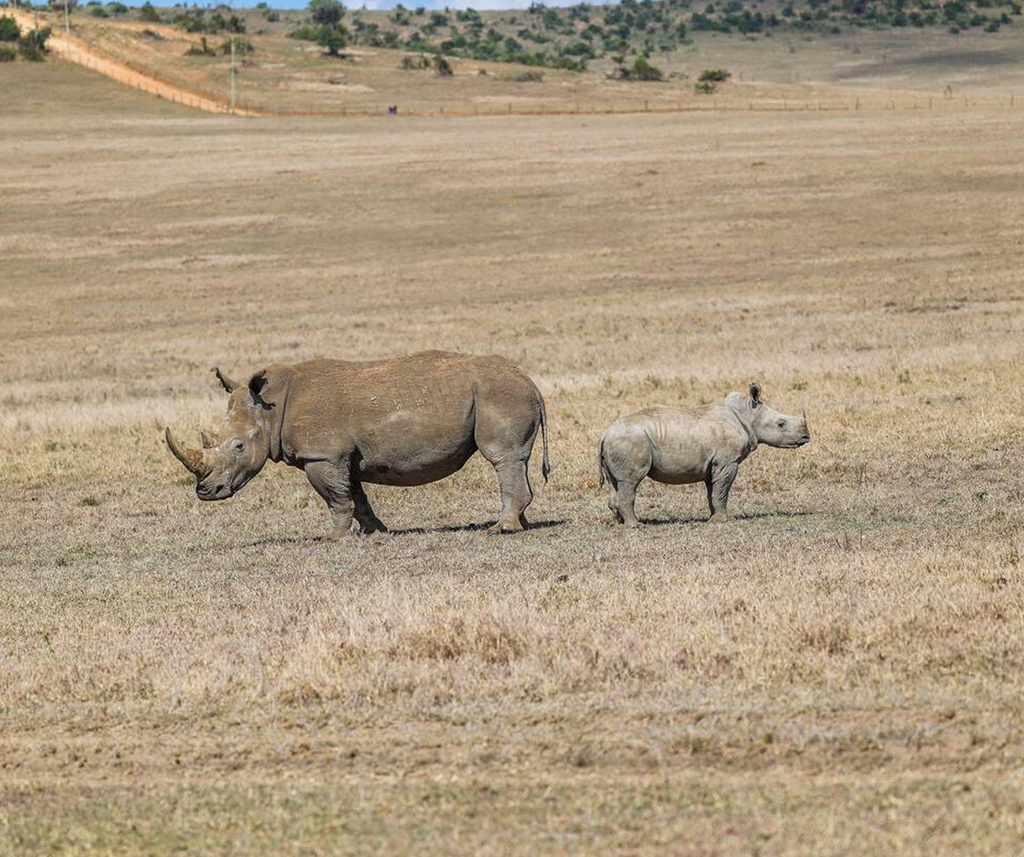 Borana Conservancy Safari