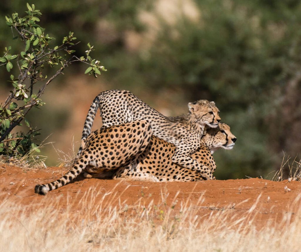 Samburu National Reserve Safari
