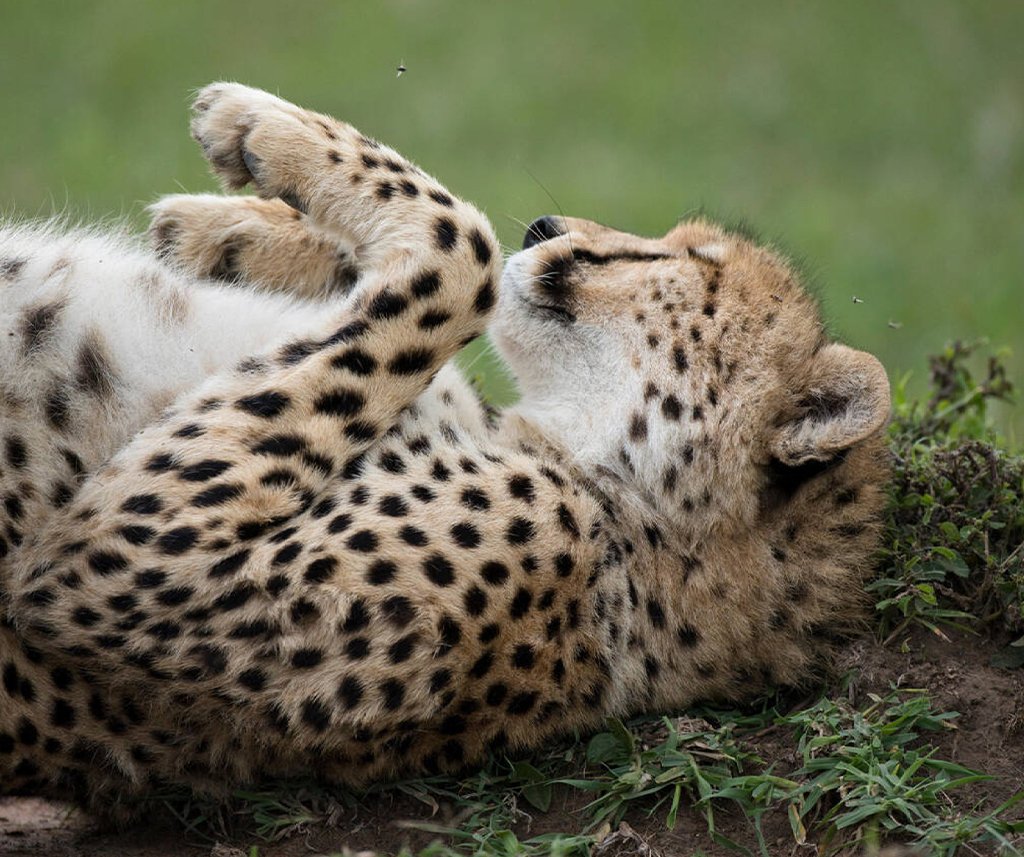 Mara Naboisho Conservancy Safari