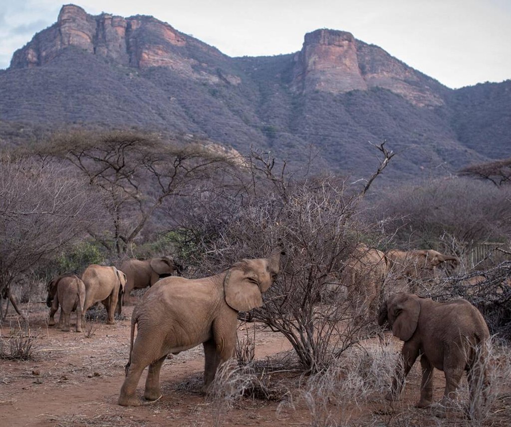Namunyak Wildlife Conservancy Safari