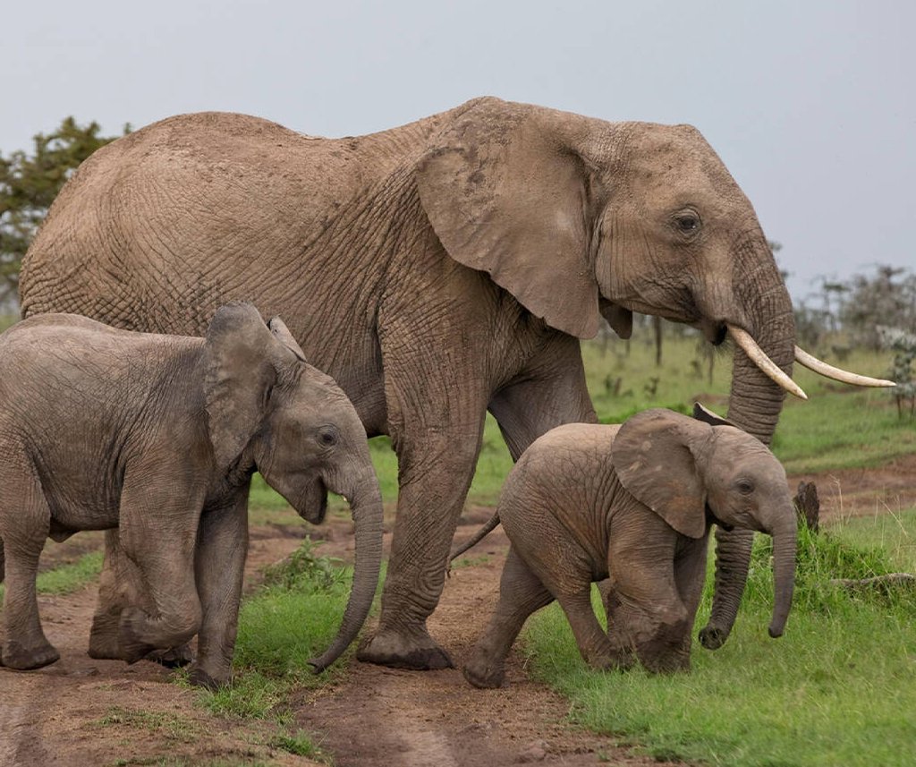 Mara Naboisho Conservancy Safari