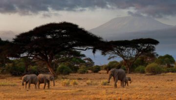 Amboseli National Park safari