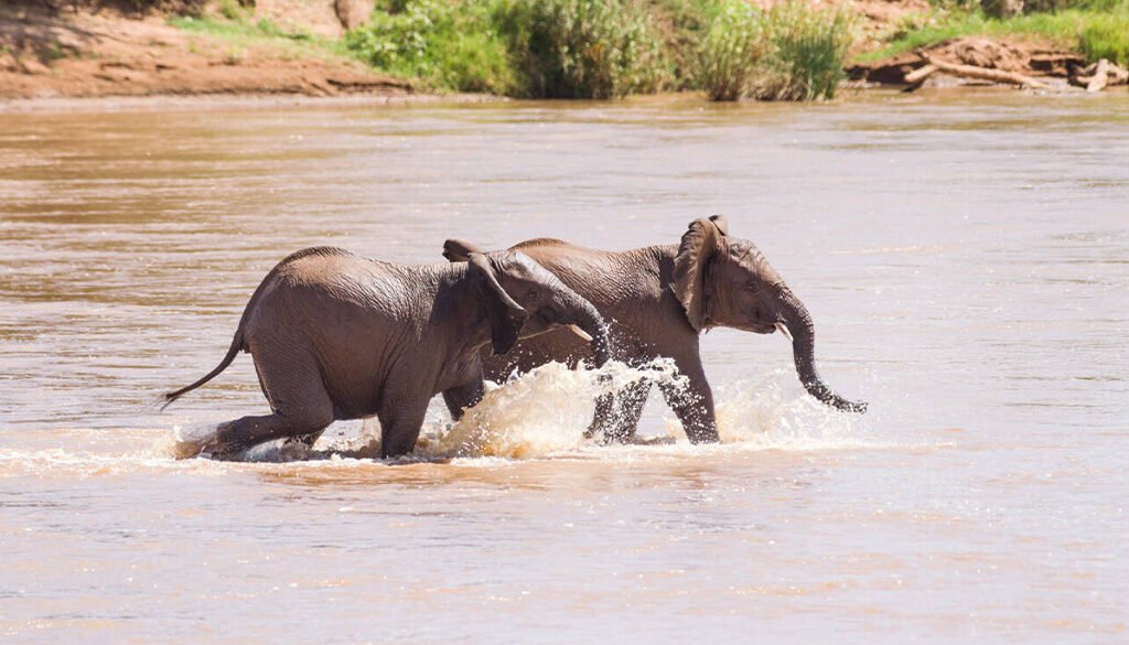 Samburu National Reserve Safari