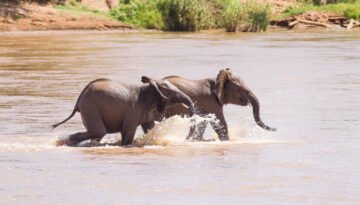 Samburu National Reserve Safari