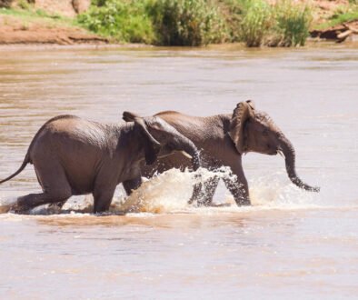 Samburu National Reserve Safari