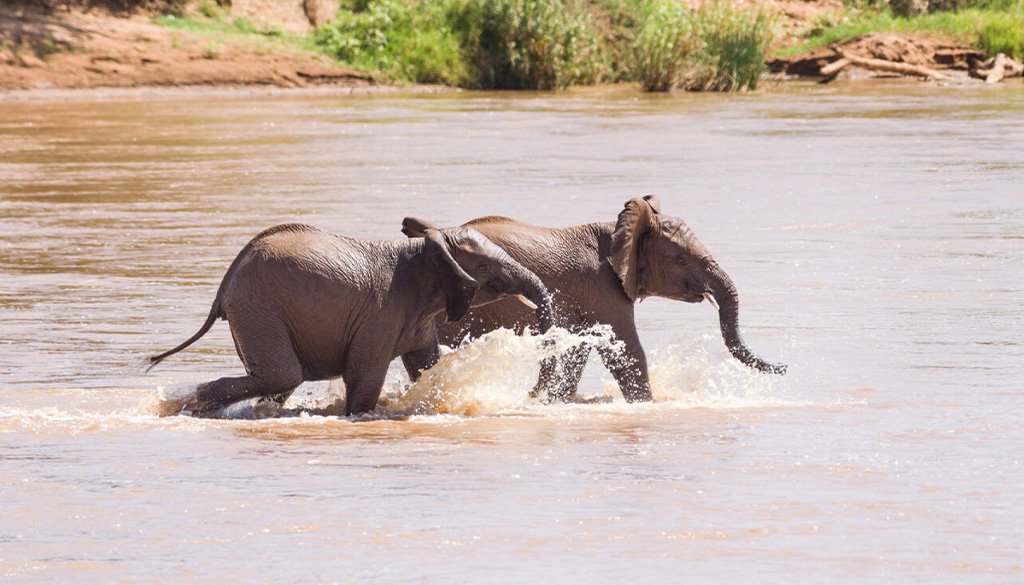 Samburu National Reserve Safari