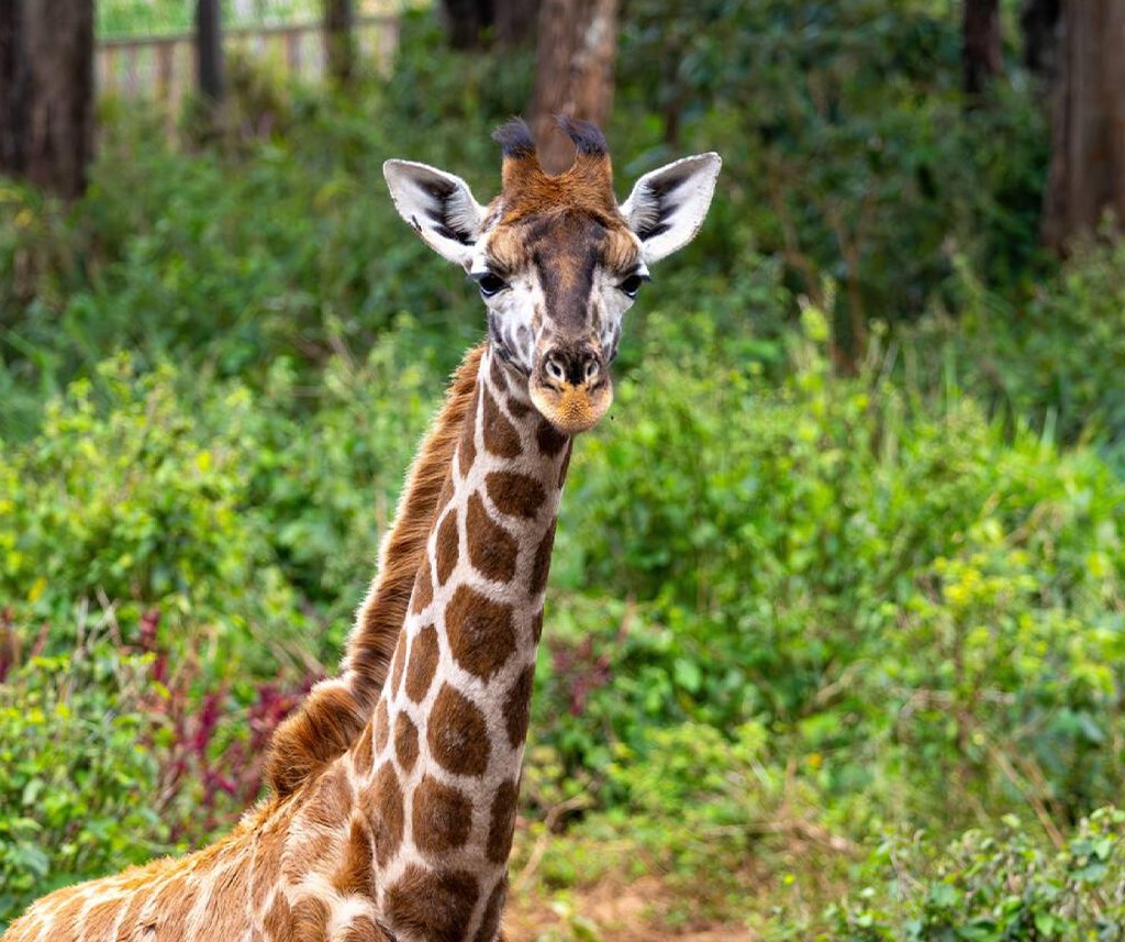 Giraffe Centre