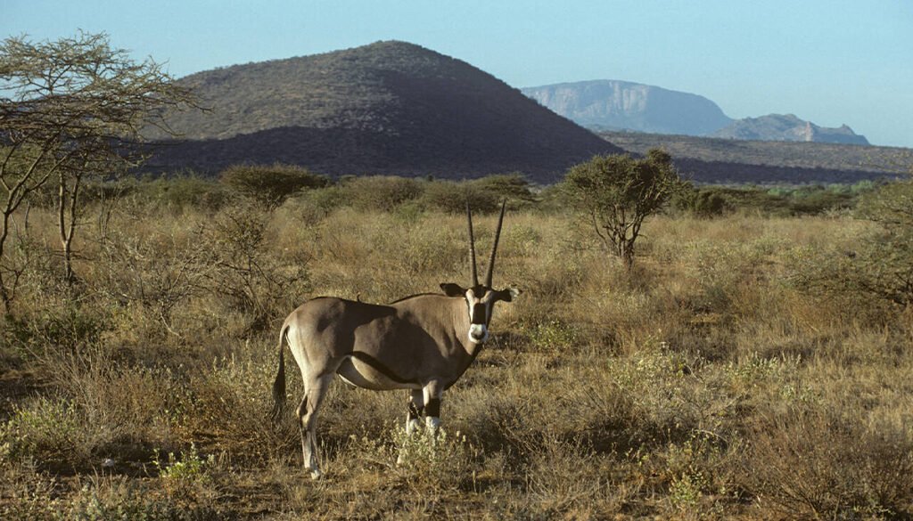 Sera Conservancy Safari