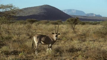 Sera Conservancy Safari