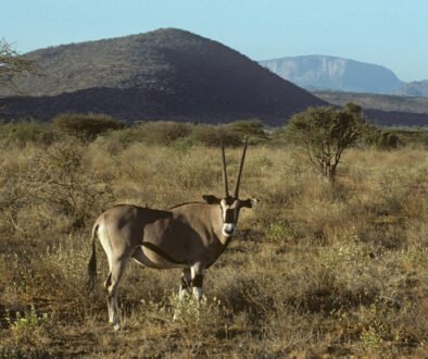 Sera Conservancy Safari