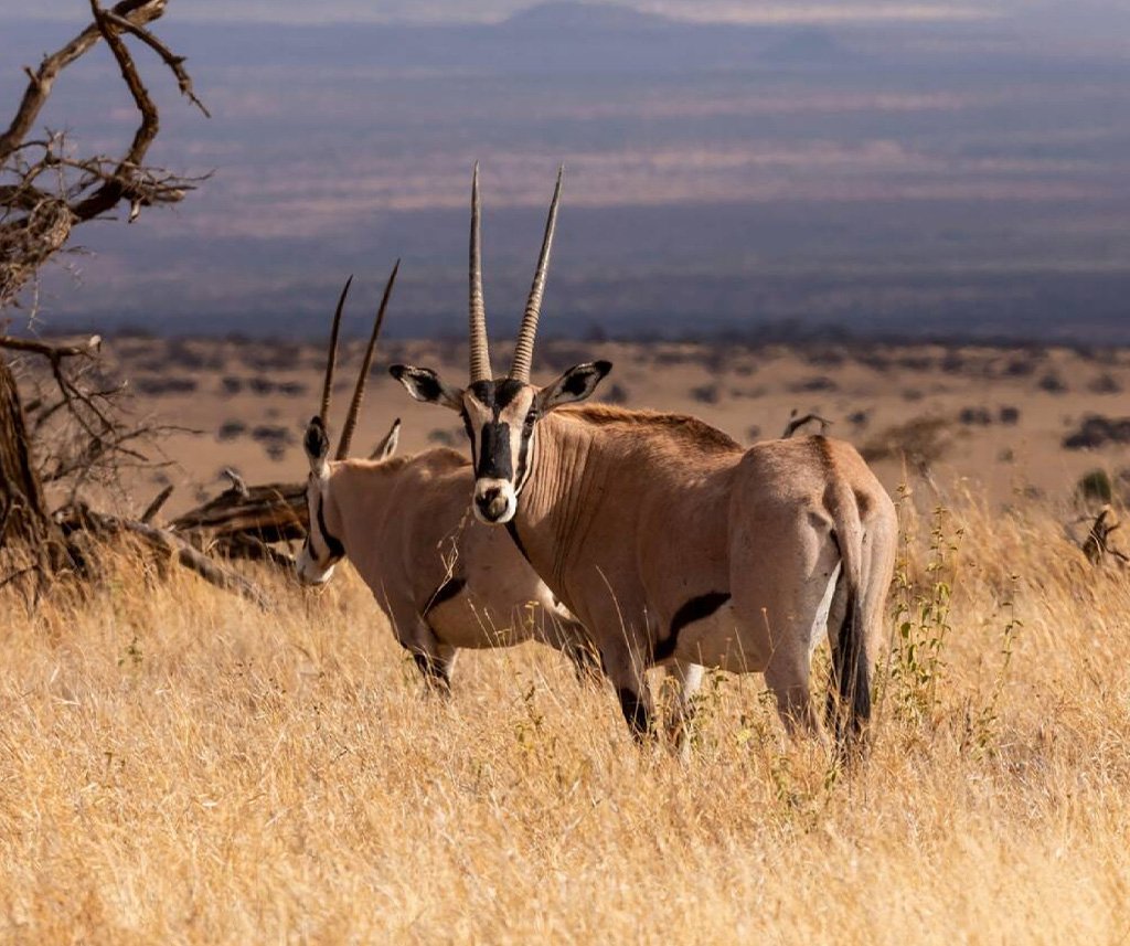 Lewa Wildlife Conservancy Safari