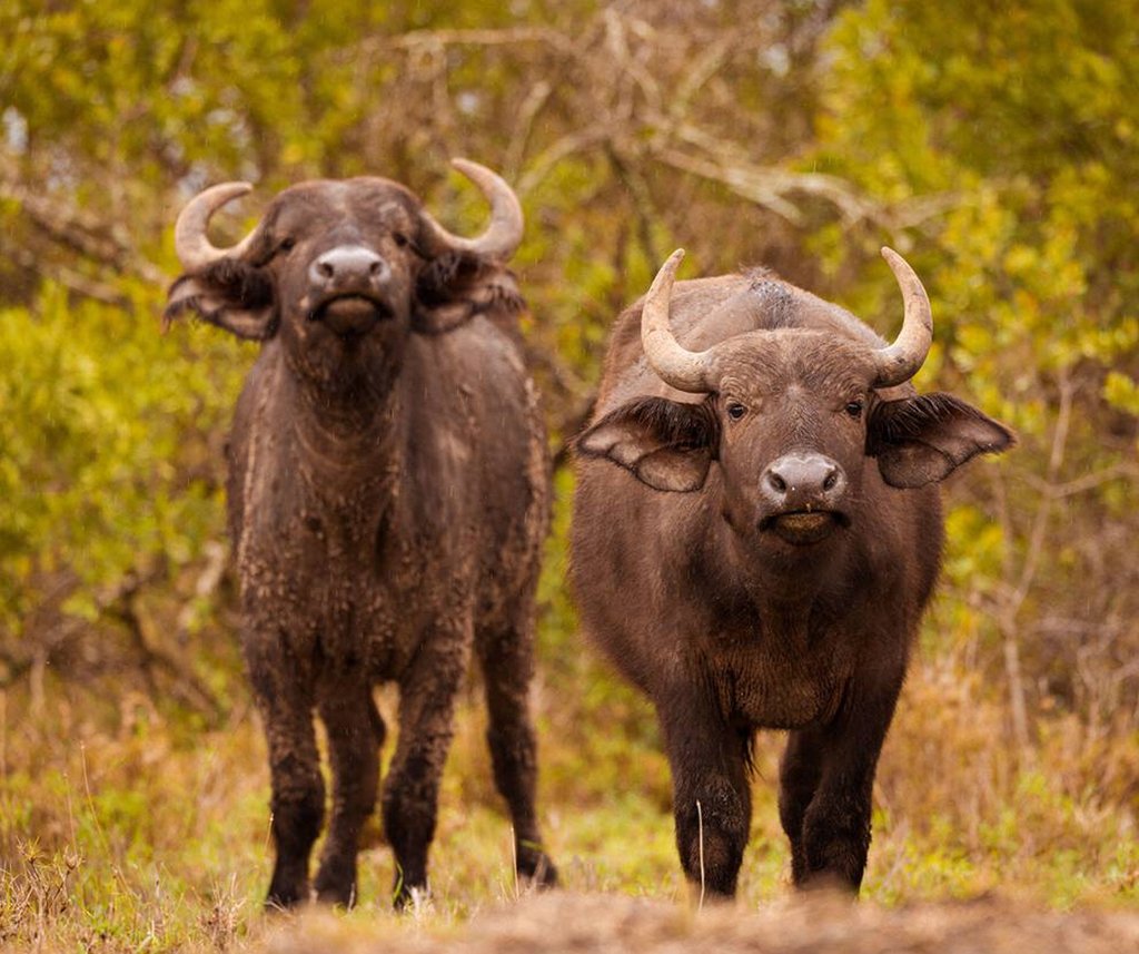 Solio Ranch Safari