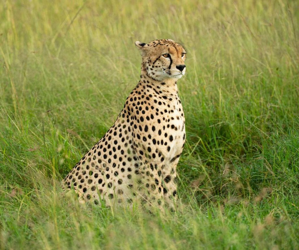 Ol Kinyei Conservancy Safari