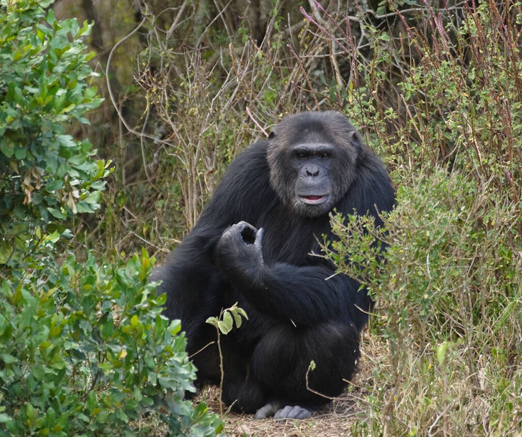 Ol Pejeta Conservancy Safari