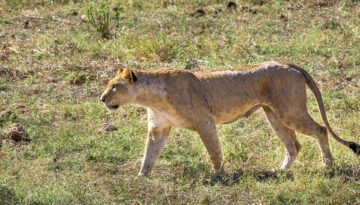 Tsavo National Park Safari