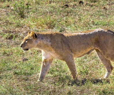 Tsavo National Park Safari