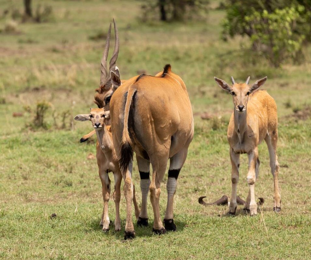 Mara North Conservancy Safari