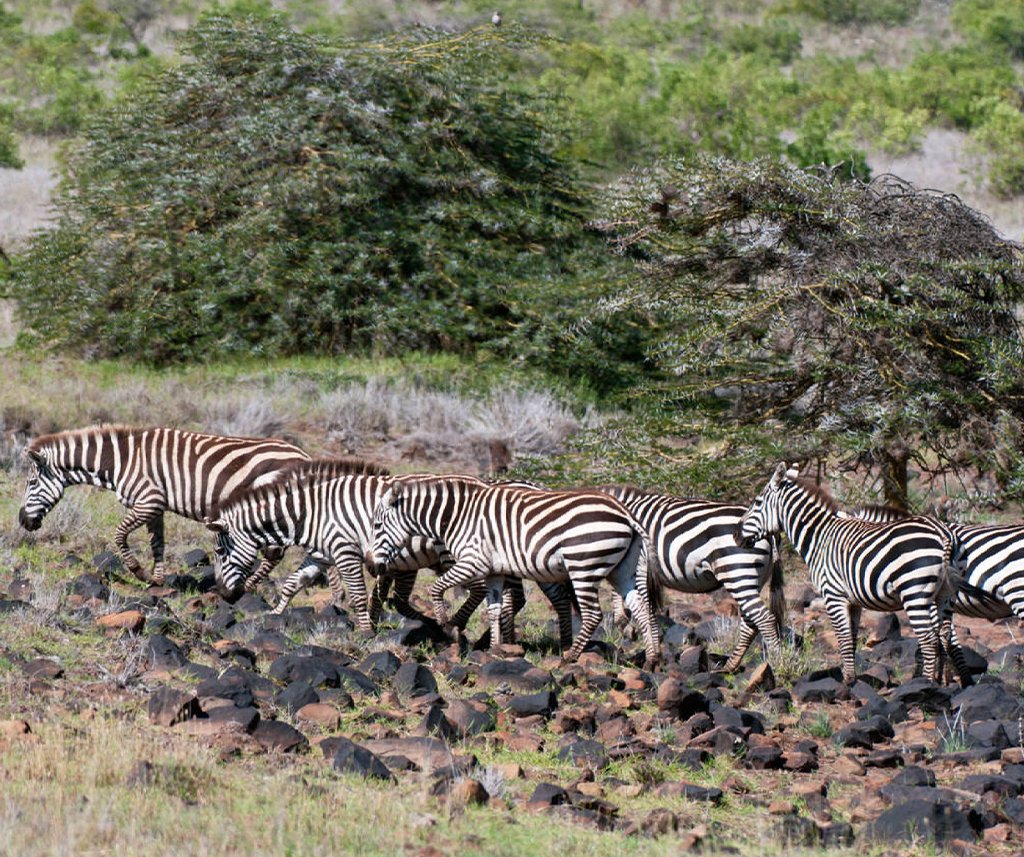 Loisaba Conservancy Safari