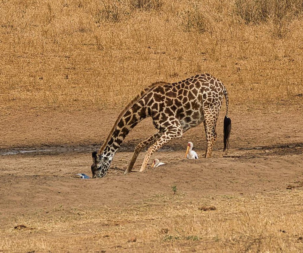 Tsavo National Park Safari