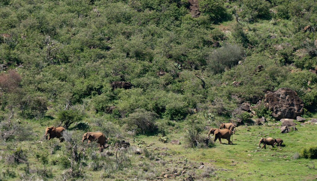 Loisaba Conservancy Safari