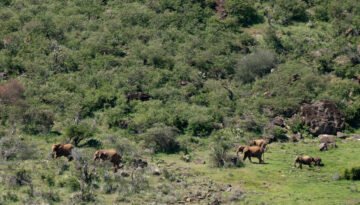 Loisaba Conservancy Safari