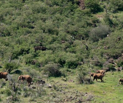 Loisaba Conservancy Safari