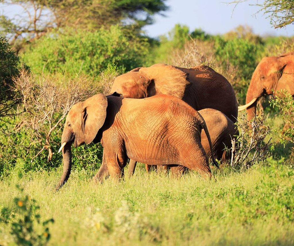 Tsavo National Park Safari