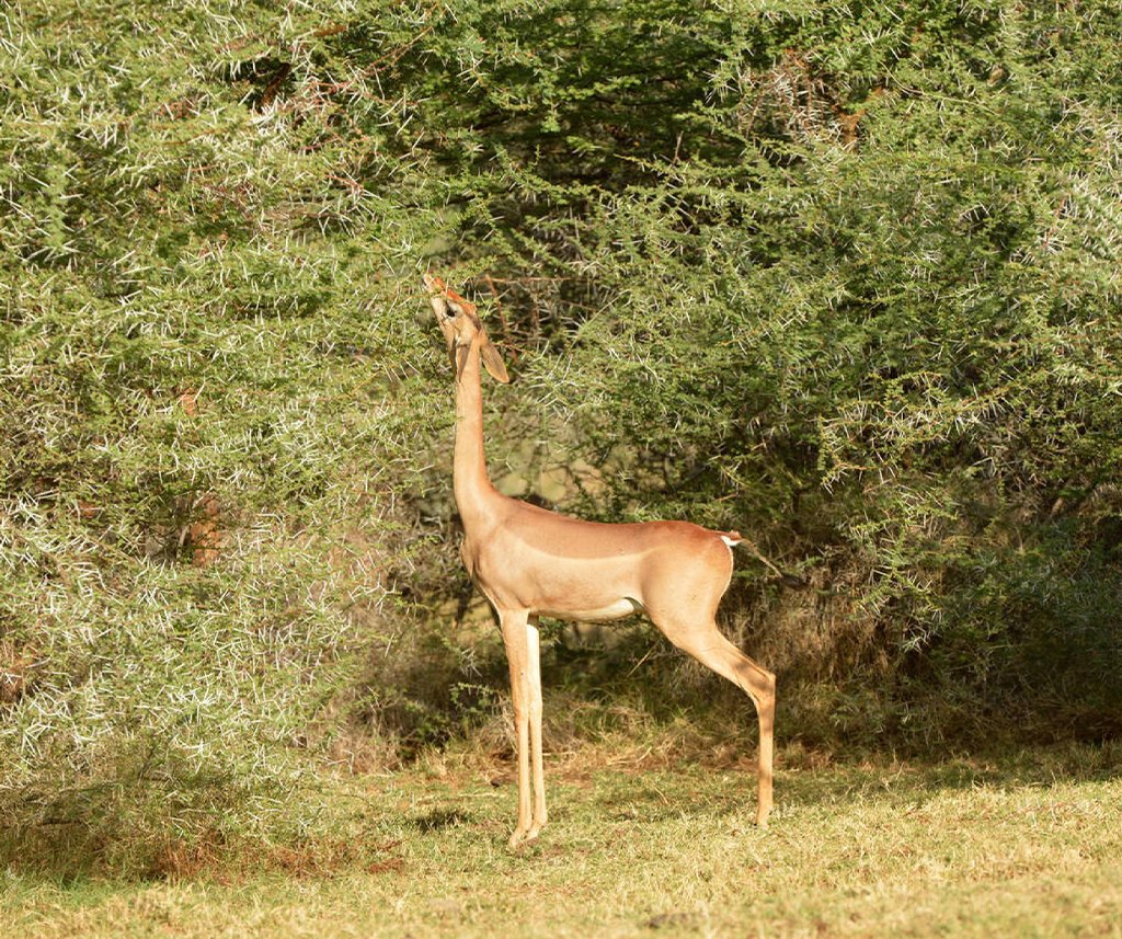 Sera Conservancy Safari