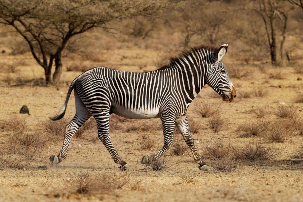 Borana Conservancy Safari