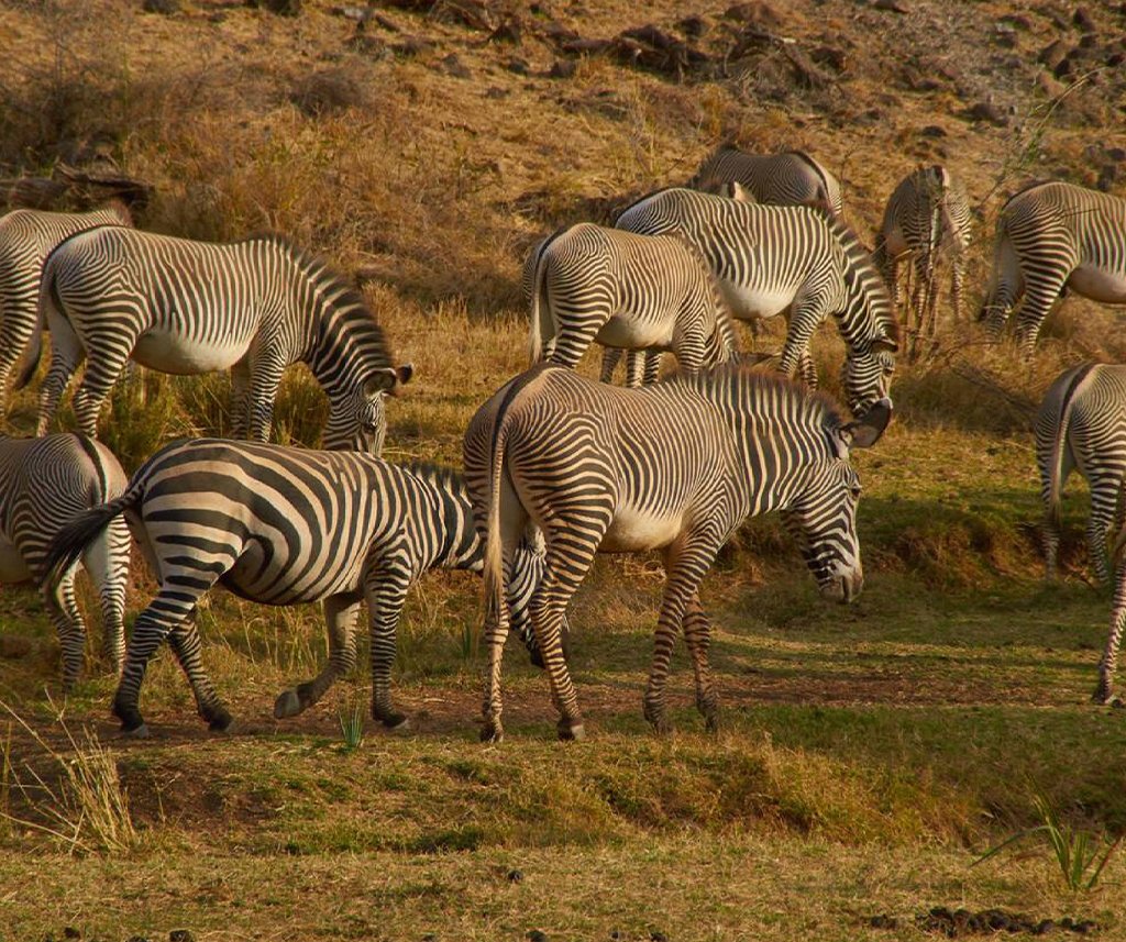 Namunyak Wildlife Conservancy Safari