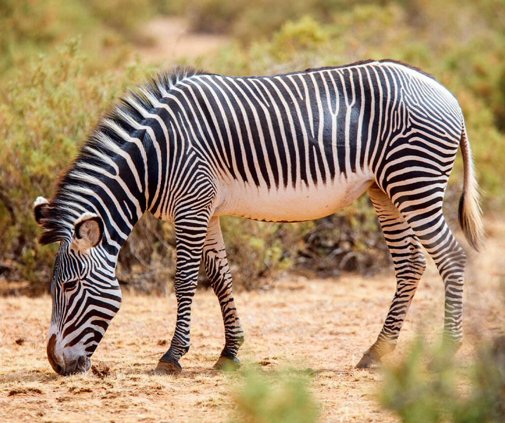 Samburu National Reserve Safari