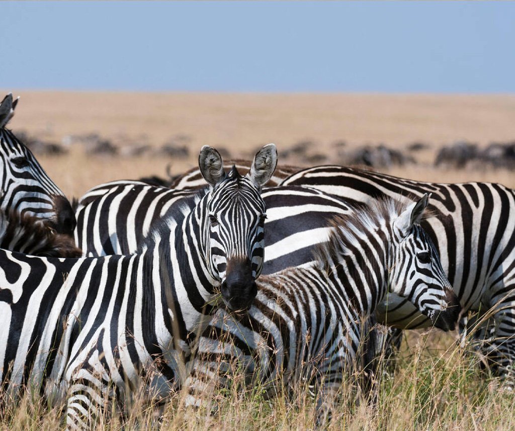 Masai Mara Safari Guide