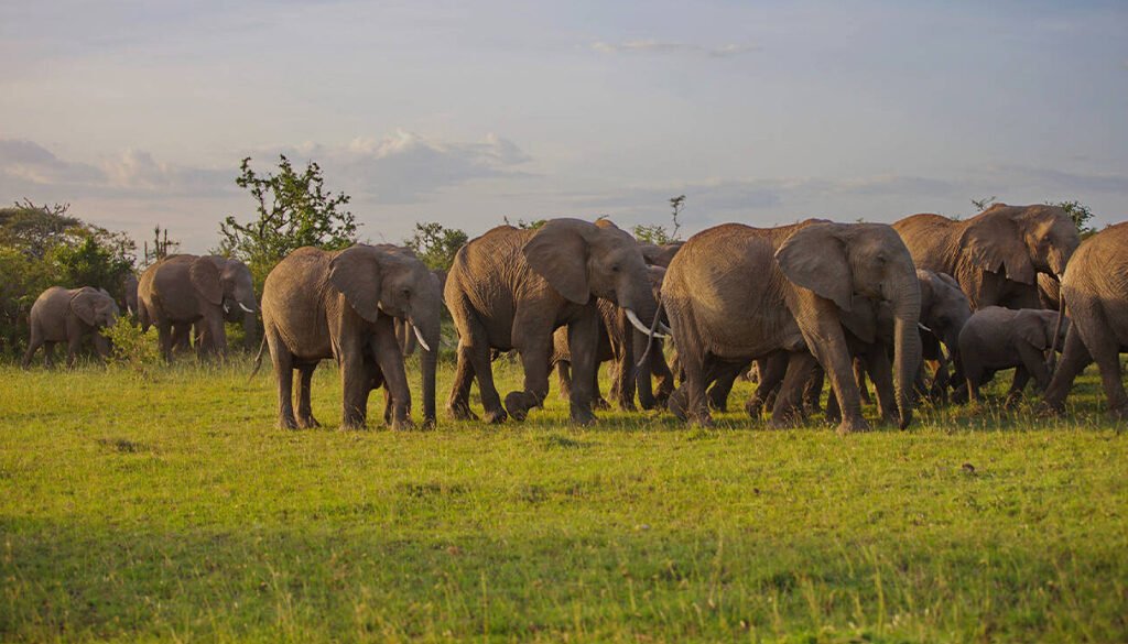 Ol Kinyei Conservancy Safari