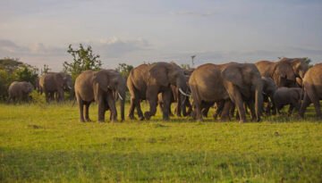 Ol Kinyei Conservancy Safari