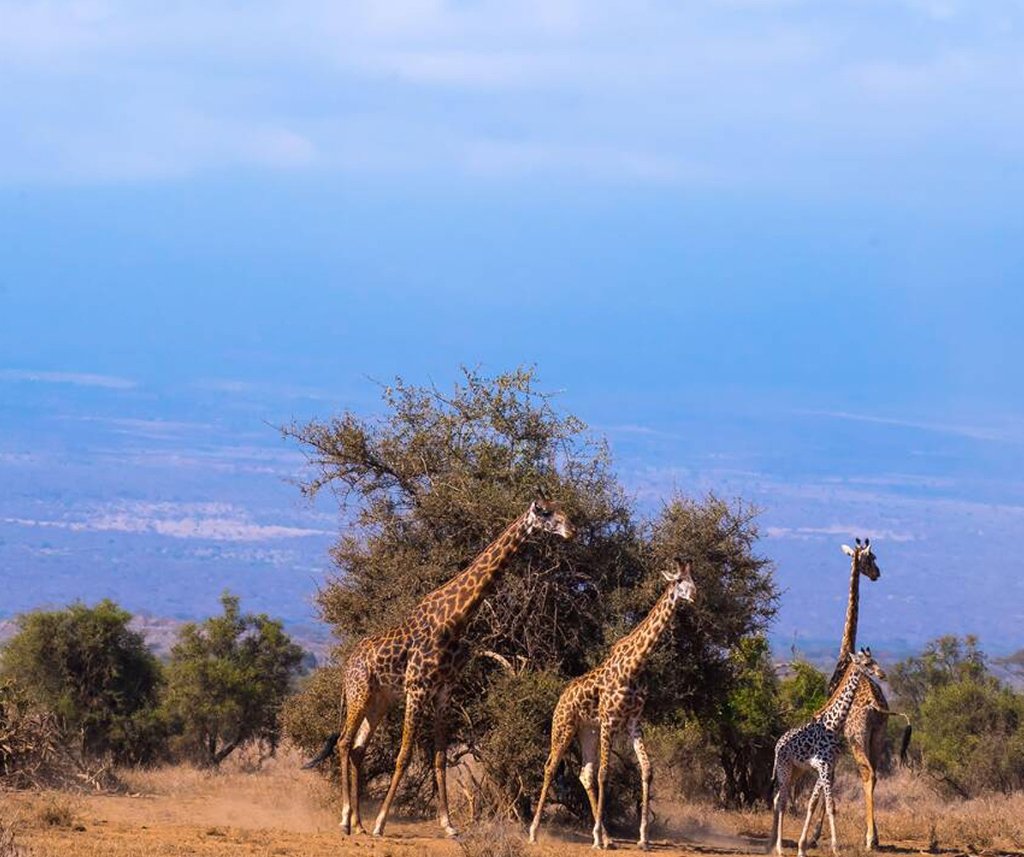 Amboseli National Park safari