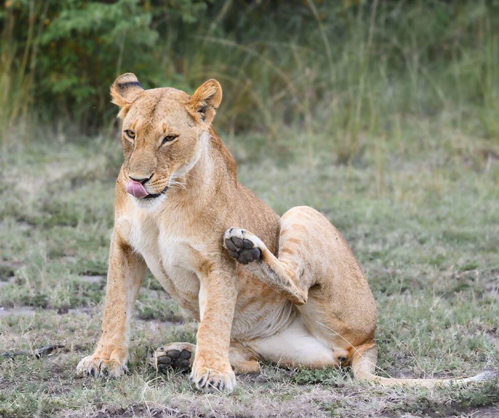 Olare Motorogi Conservancy Safari