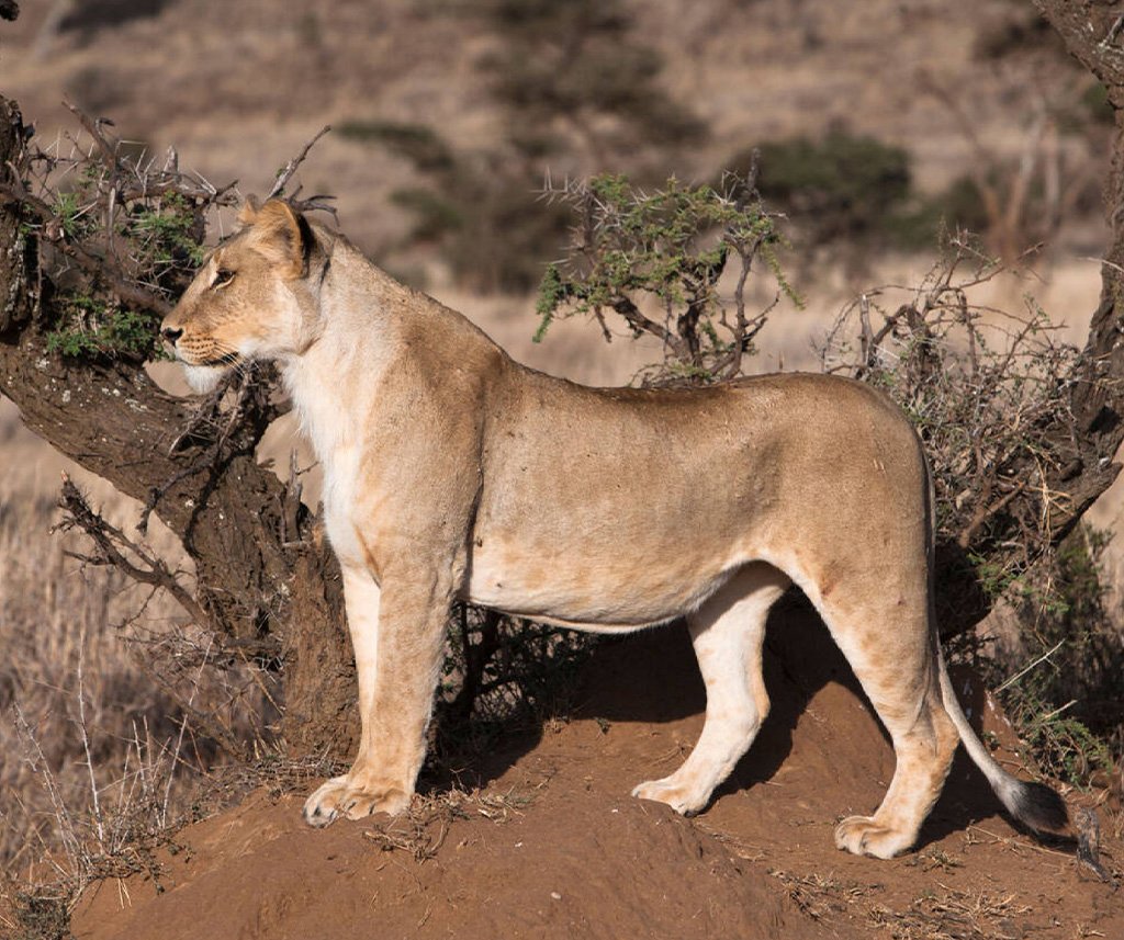Lewa Wildlife Conservancy Safari