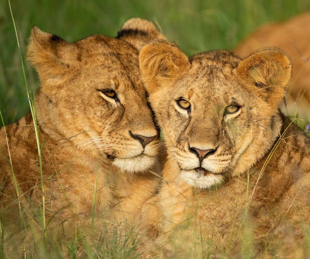 Ol Kinyei Conservancy Safari