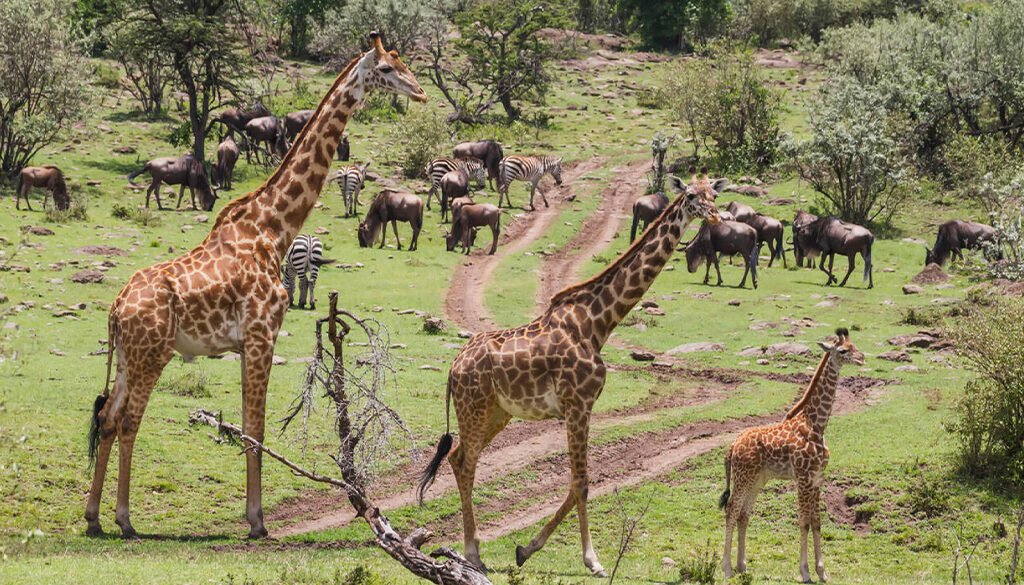 Mara North Conservancy Safari