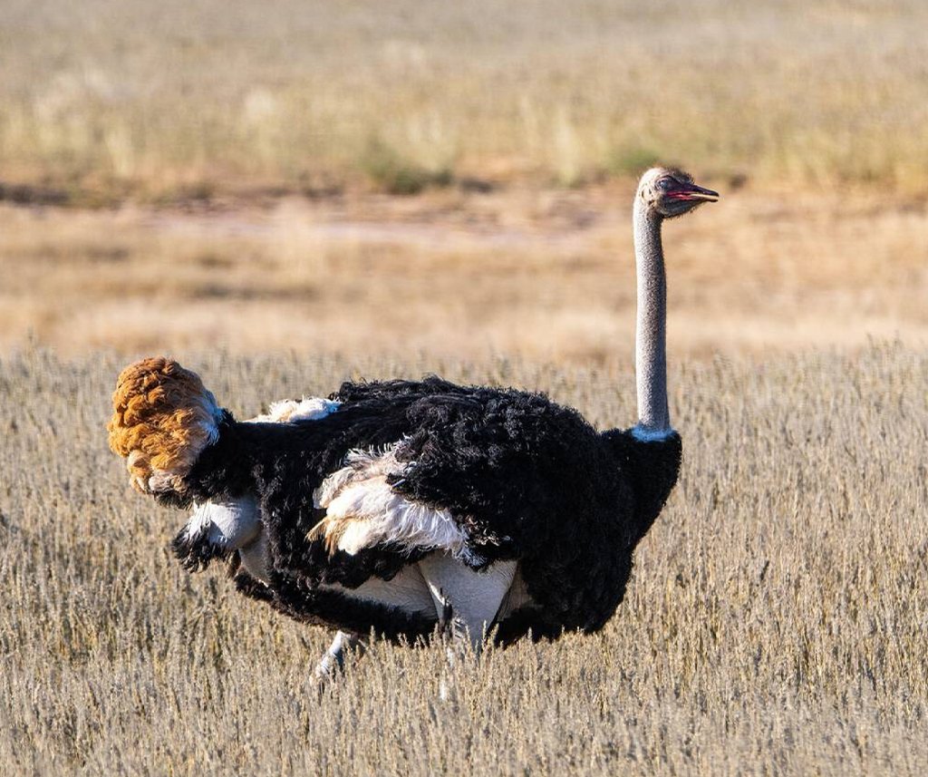 Amboseli National Park safari