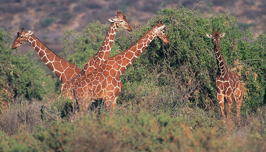 Namunyak Wildlife Conservancy Safari