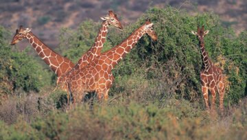 Namunyak Wildlife Conservancy Safari