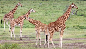 Rothschild-Giraffe