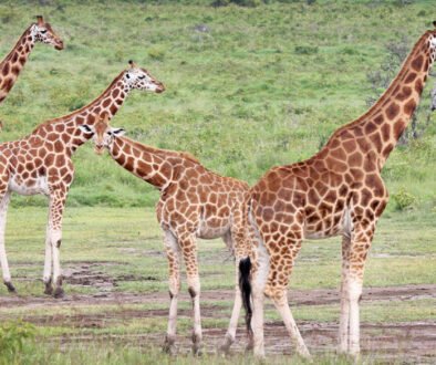 Rothschild-Giraffe