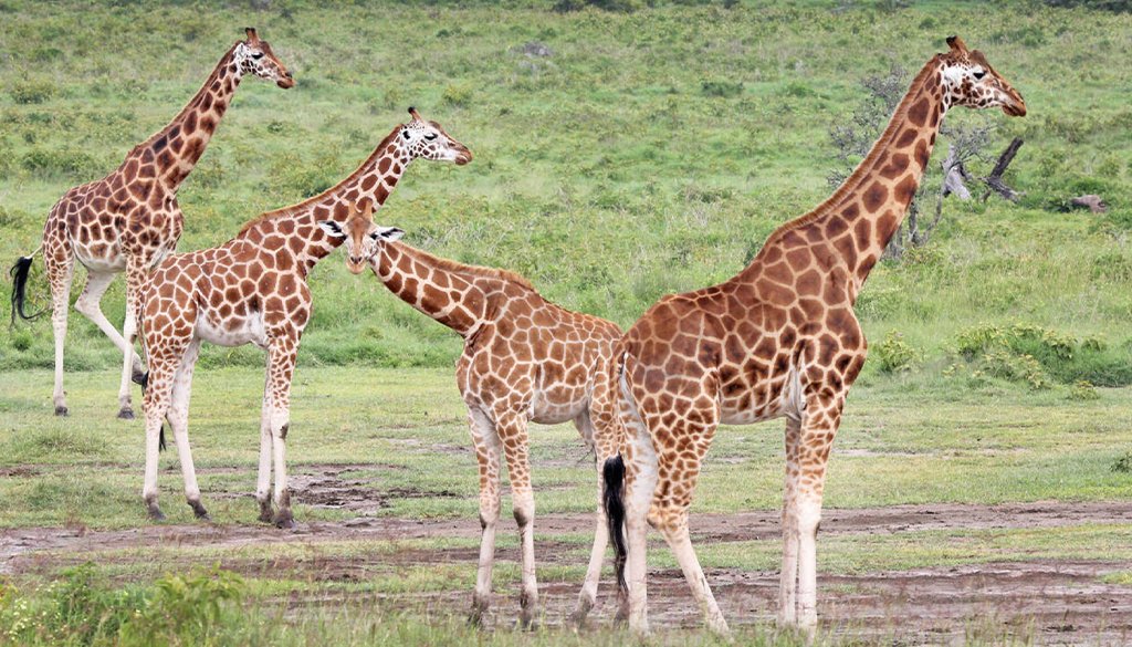 Rothschild-Giraffe