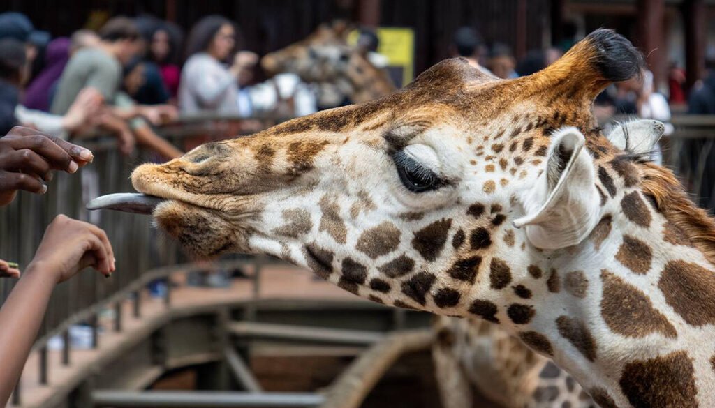 David Sheldrick Wildlife Trust