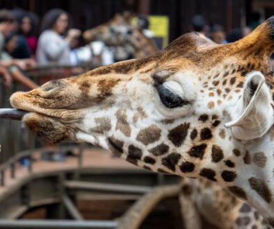 David Sheldrick Wildlife Trust