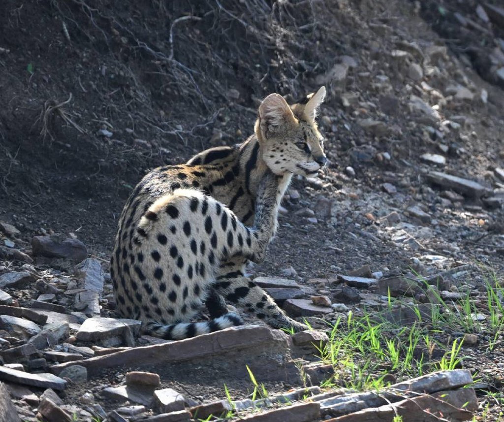 Olare Motorogi Conservancy Safari