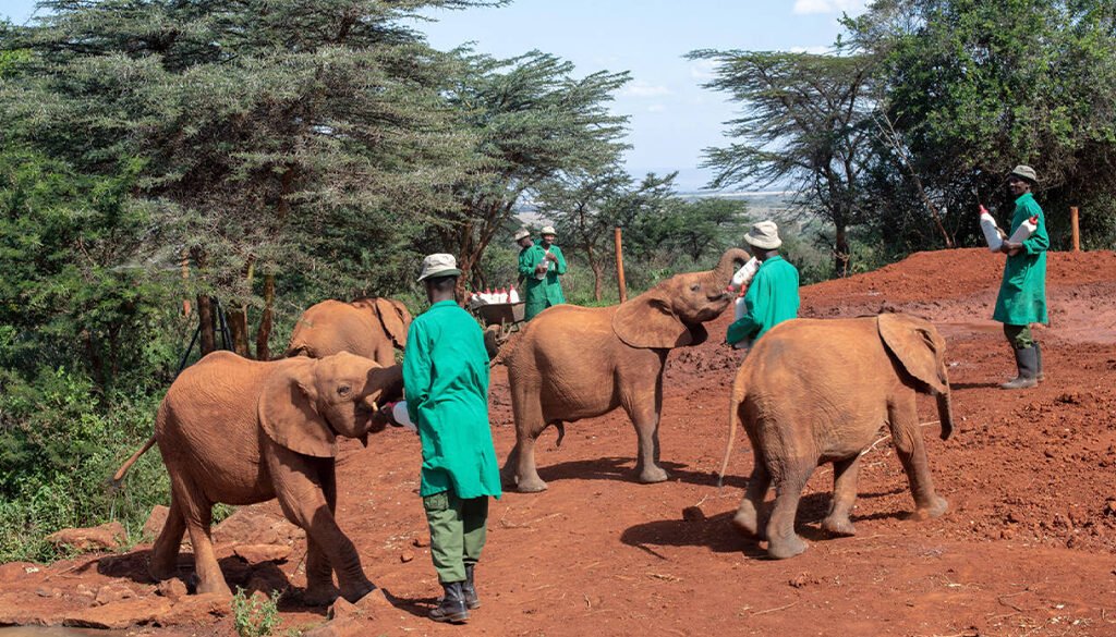 David Sheldrick Wildlife Trust